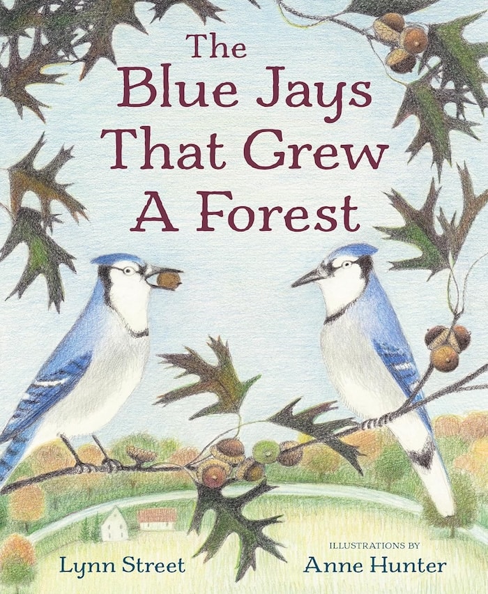The Blue Jays That Grew A Forest